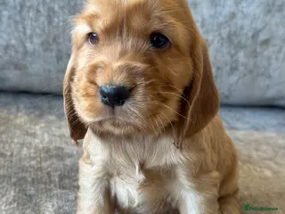 Cocker Spaniel dogs ❤️TRUE SHOW TYPE DNA TESTED CLEAR PARENTS KC REG❤️ - Advert 12