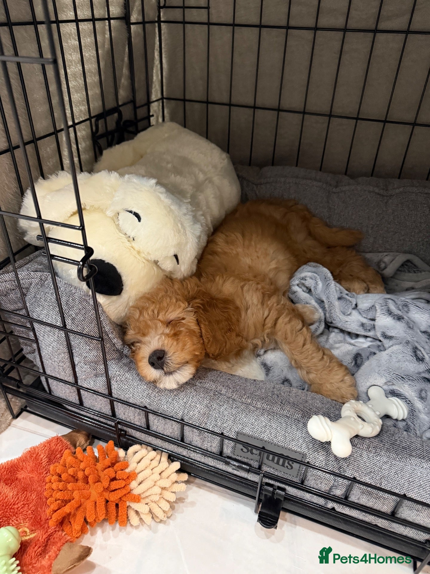 Cavapoo dogs for sale: Cavapoo F1B - Ready to be rehomed  - Advert 14