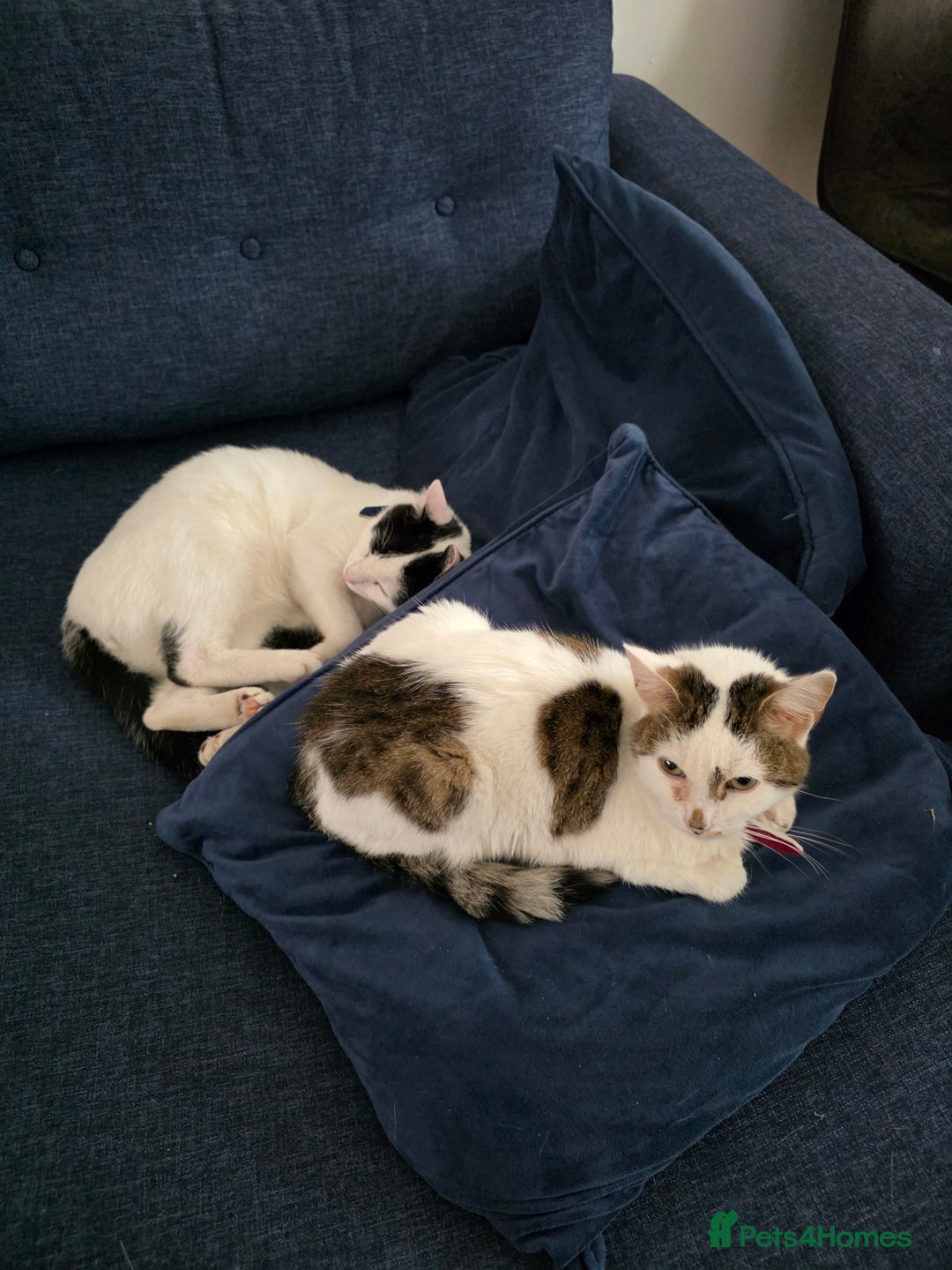 Mixed Breed cats for sale: Two male cats - Image 3