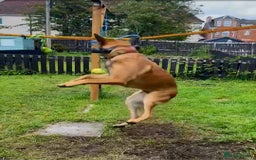 Belgian Shepherd Dog dogs for sale: Belgian mallinos pup - Image 8