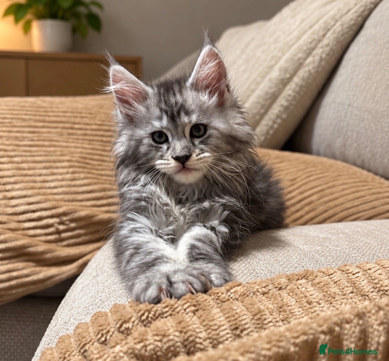Maine Coon cats Beautiful Maine coon kittens  - Advert 11