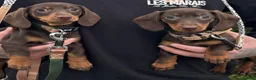 Miniature Dachshund dogs for sale: Beautiful 17 Weeks Old Kaninchen Puppies  - Advert 3