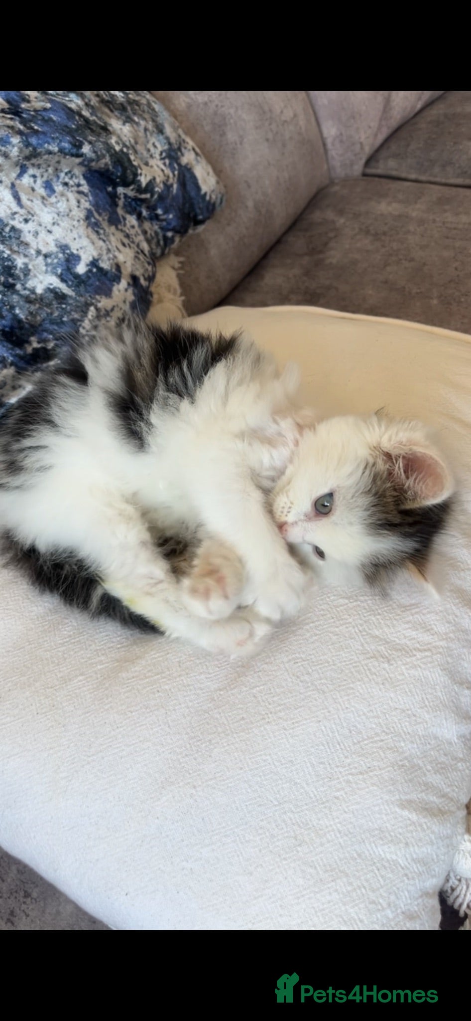 Mixed Breed cats Free rescued kitten  - Advert 12