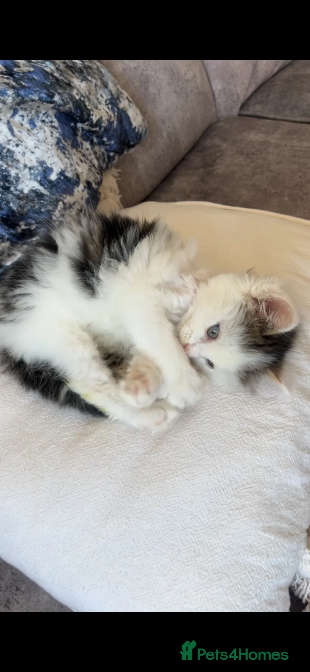 Mixed Breed cats for sale: Free rescued kitten  - Advert 1