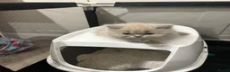 British Shorthair cats for sale: BSH British short hair kittens lilic grey  - Advert 8