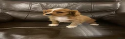 Cavapoo dogs for sale: Cavapoo puppies - Advert 6