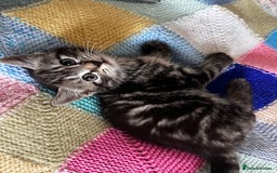 Mixed Breed cats for sale: Playful kittens ready to leave! - Image 11