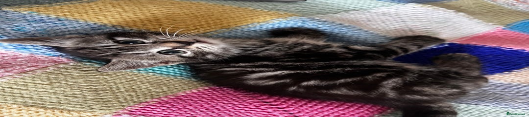Cool tone Shorthair Classic Tabby 