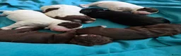Sprocker dogs for sale: Sprocker puppies for sale  in Craven Arms - Advert 14