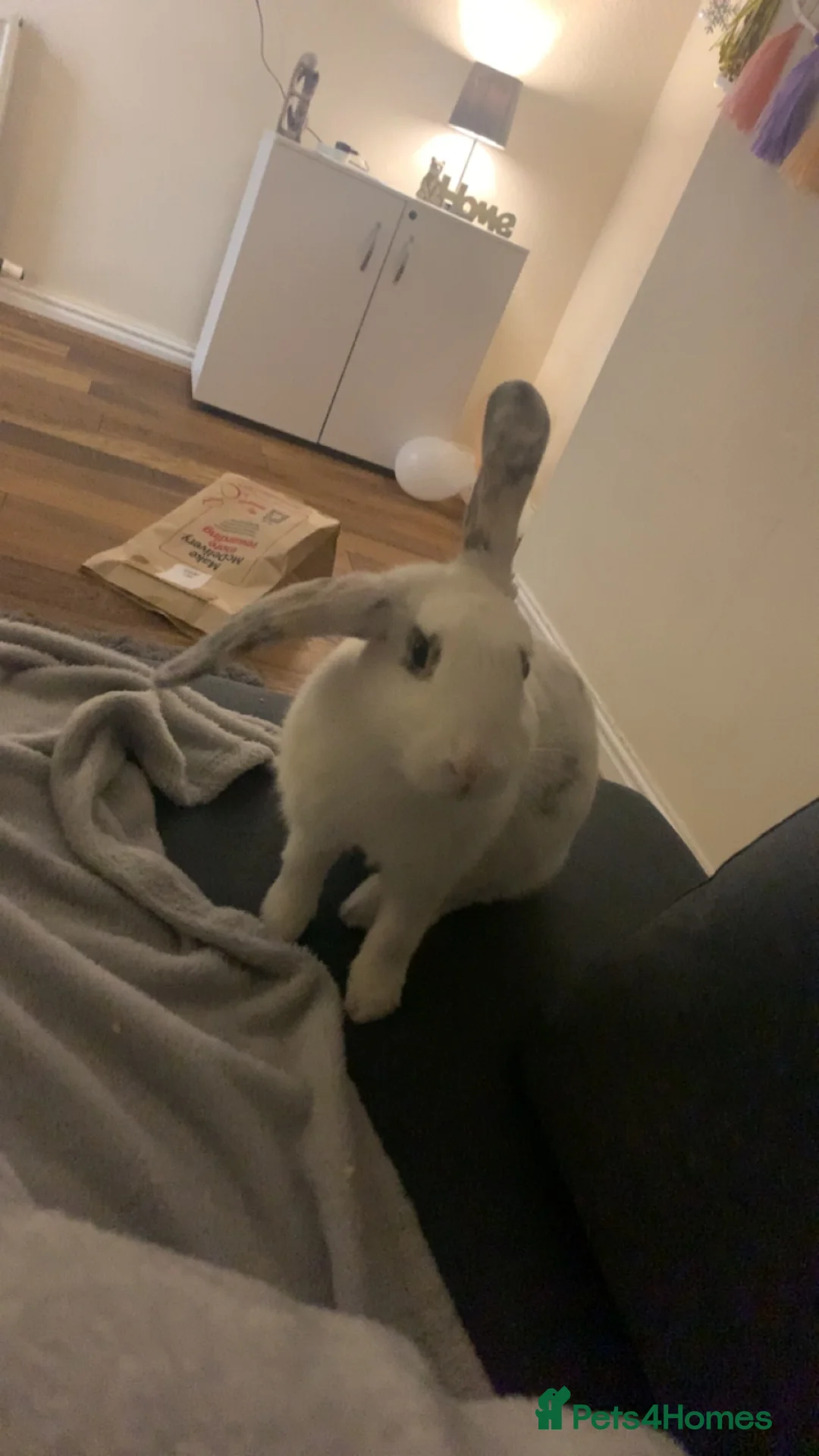 French Lop rabbits for sale: Snowball  - Advert 1