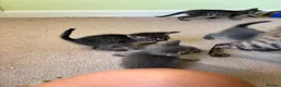 Mixed Breed cats for sale: Savannah cross kittens  in Broadstone - Advert 8