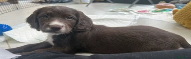 Cocker Spaniel Puppy 6 girl reserved ( no longer available)