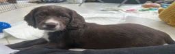 Cocker Spaniel dogs for sale: Stunning Cocker Spaniel puppy’s for sale - Advert 20