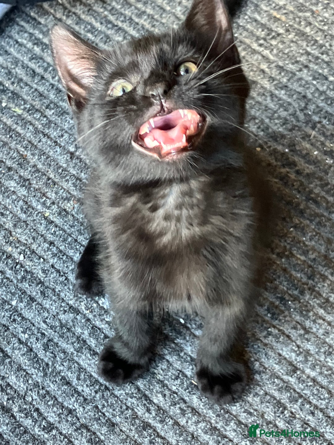 Mixed Breed cats for sale: 3 Black/brown striped Tabby cross Kittens  - Image 8