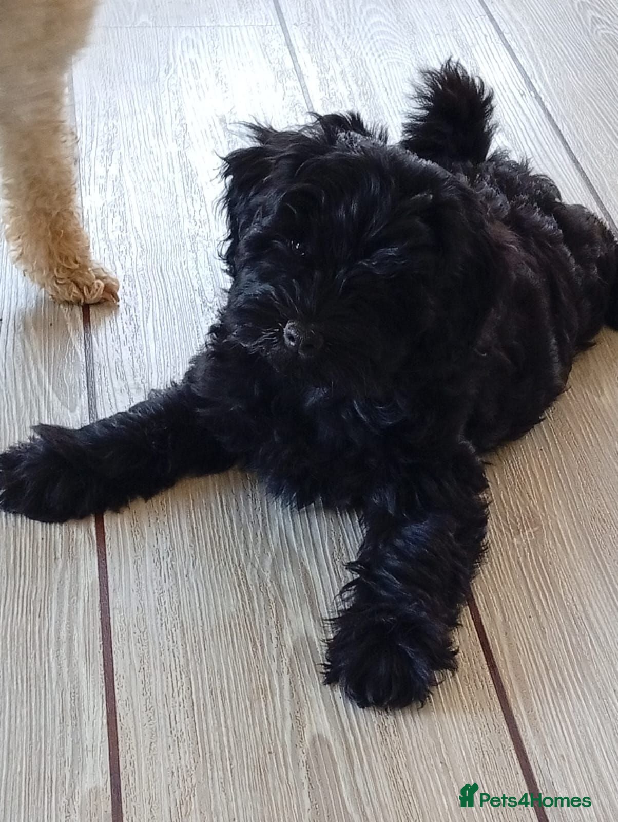 Schnoodle dogs Stunning Schnoodles - Advert 17