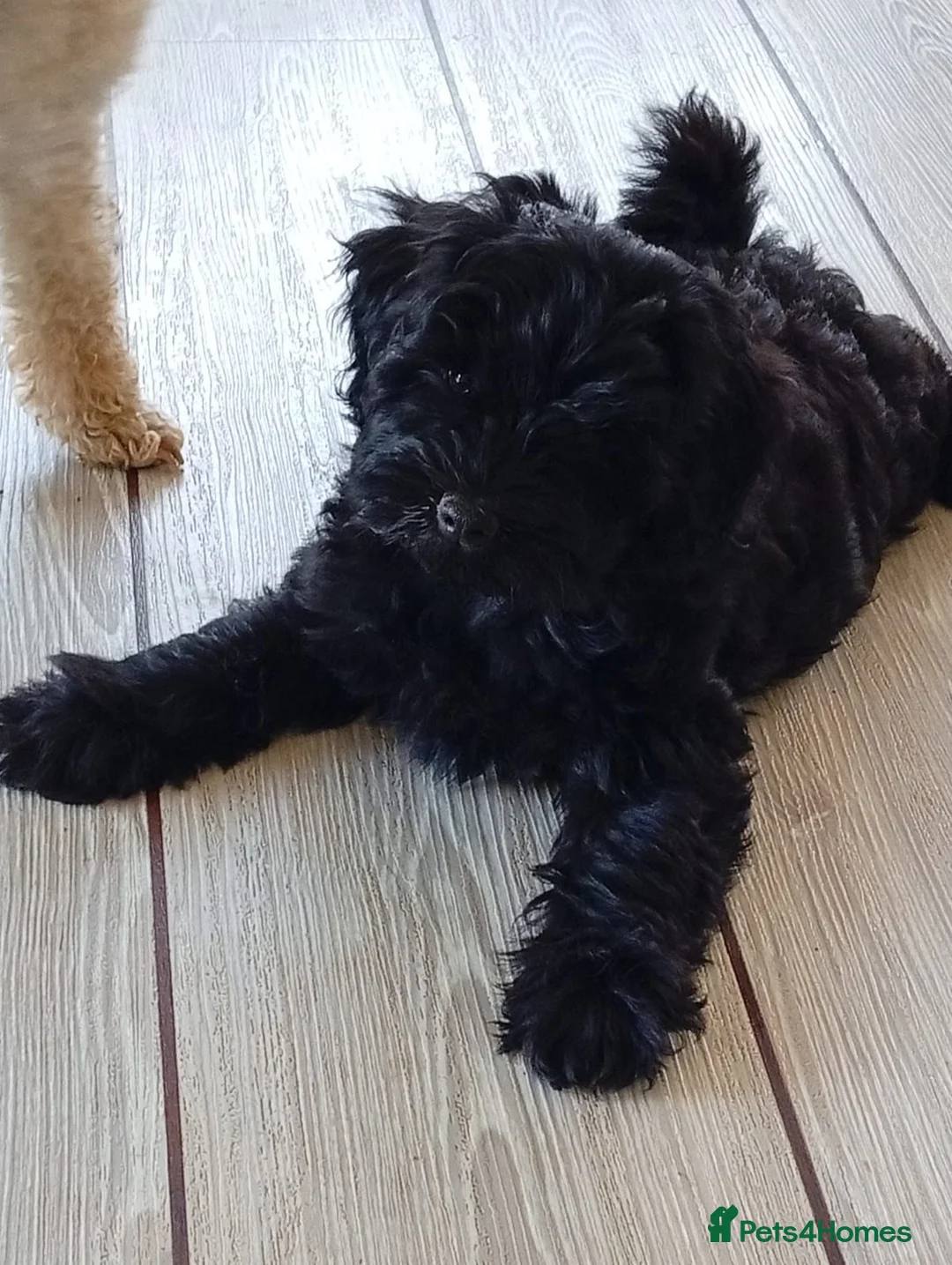 Schnoodle dogs for sale: Stunning Schnoodles - Advert 1