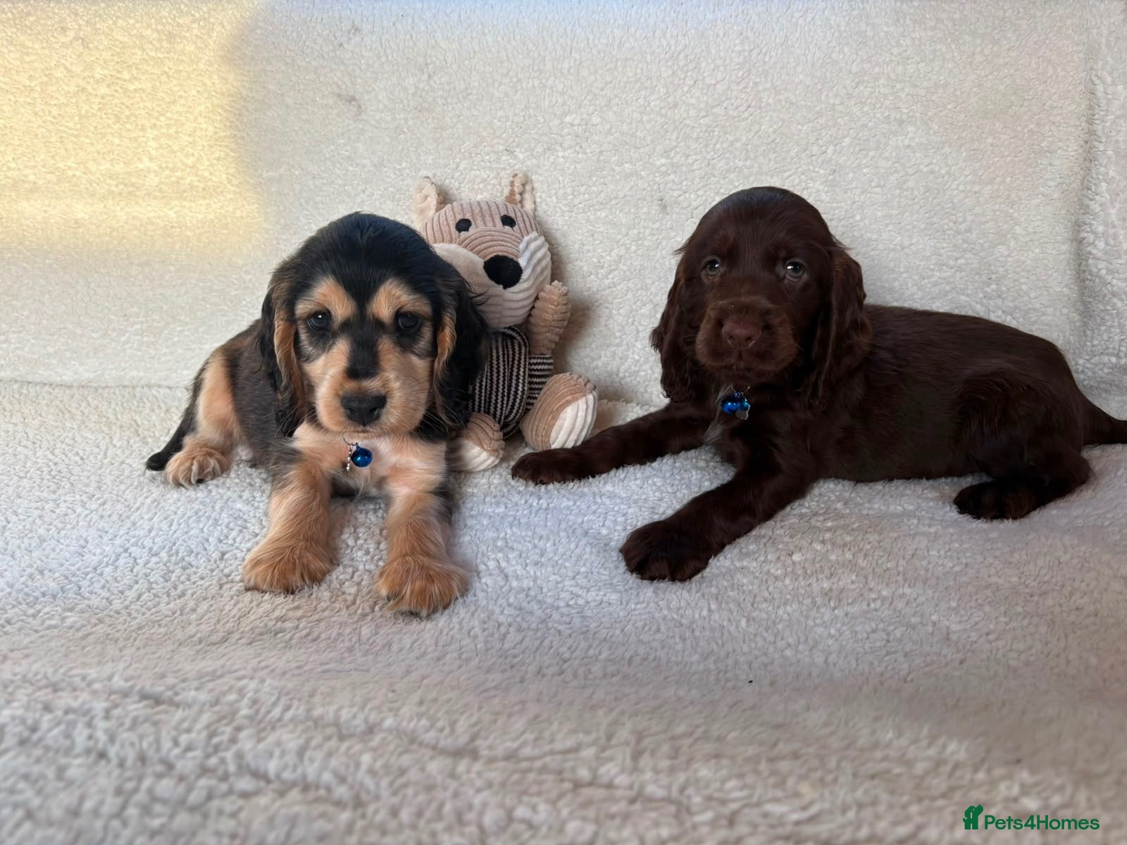 Cocker Spaniel dogs showtime cocker spaniel puppies - Advert 1