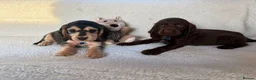 Cocker Spaniel dogs for adoption: showtime cocker spaniel puppies in Ipswich - Advert 1