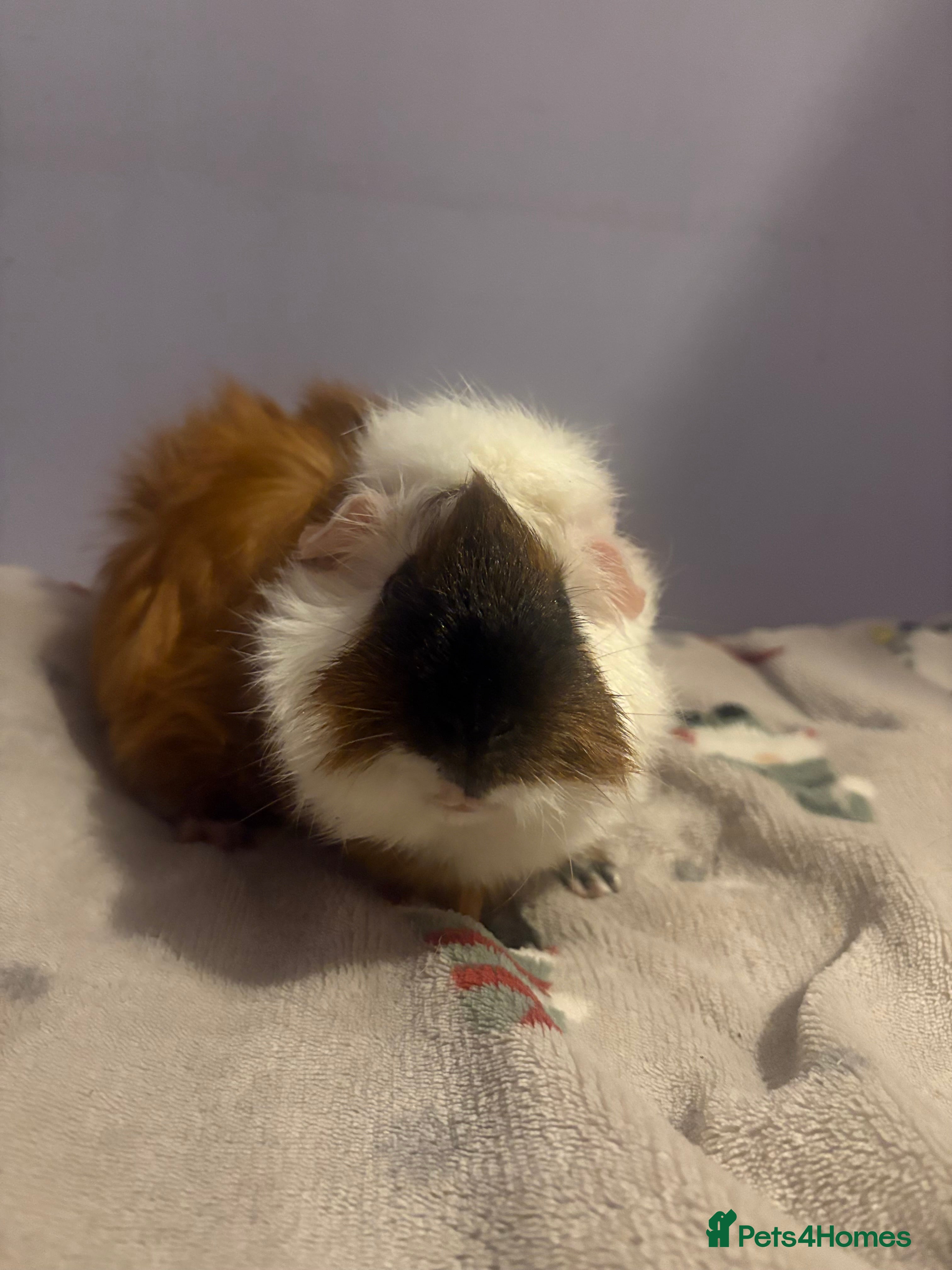 Guinea Pig rodents Beautiful male guniea pig for sale  - Advert 4