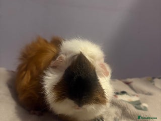 Guinea Pig rodents Beautiful male guniea pig for sale - Advert 9