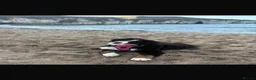 Bernese Mountain Dog dogs for sale: Kiara 11 month old Female Bernese Mountain Dog - Advert 13
