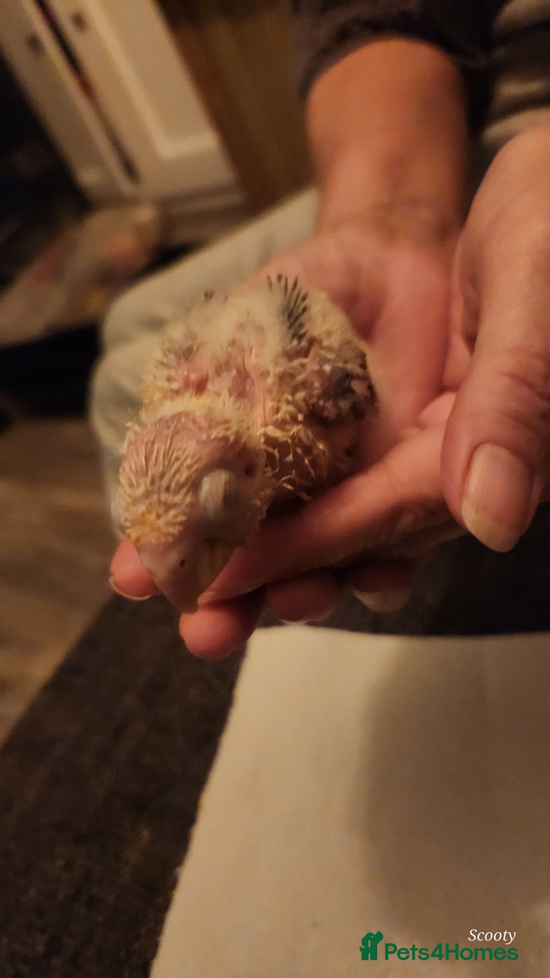 Parrots birds for sale: Hand reared baby conures ready end of nov - Image 4