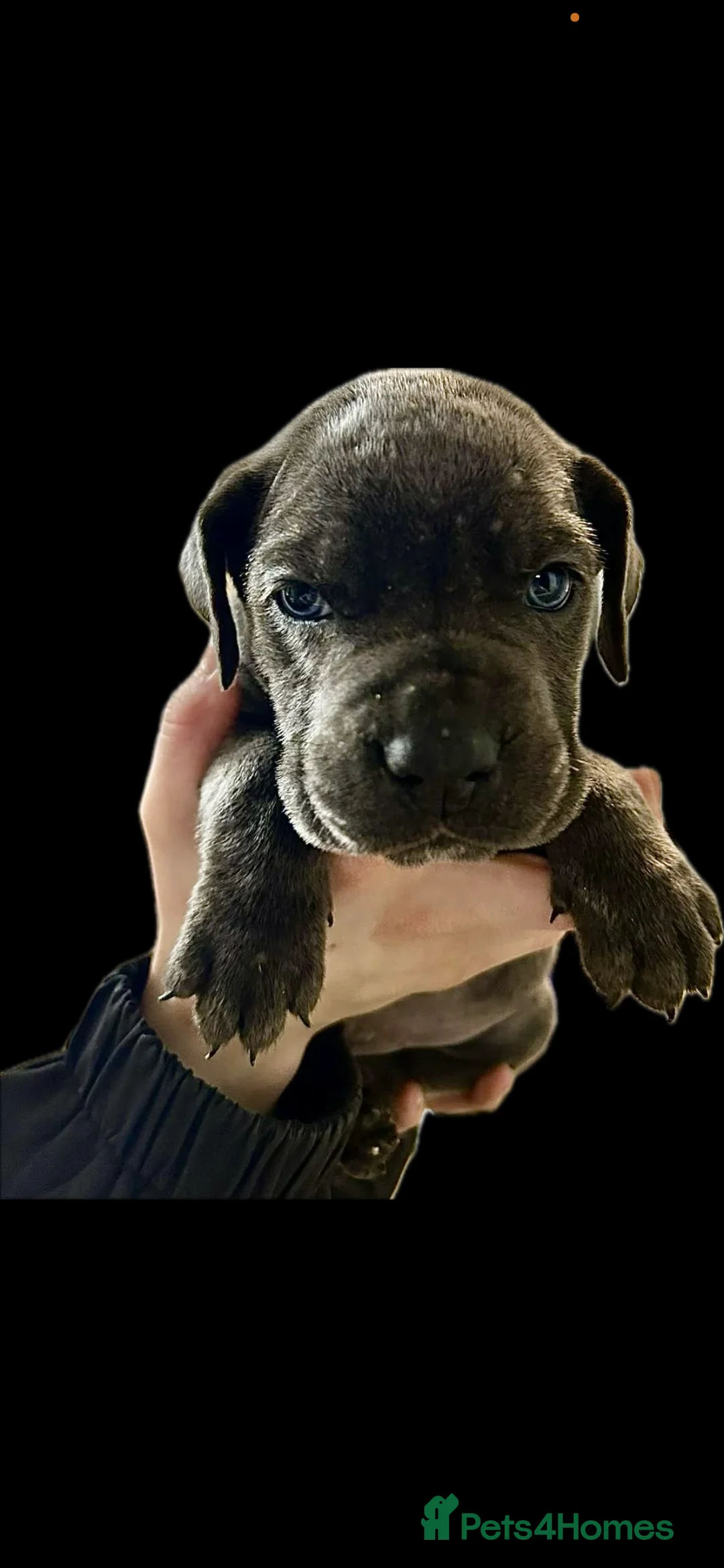 Cane Corso dogs for sale: Cane corso pups - Advert 16