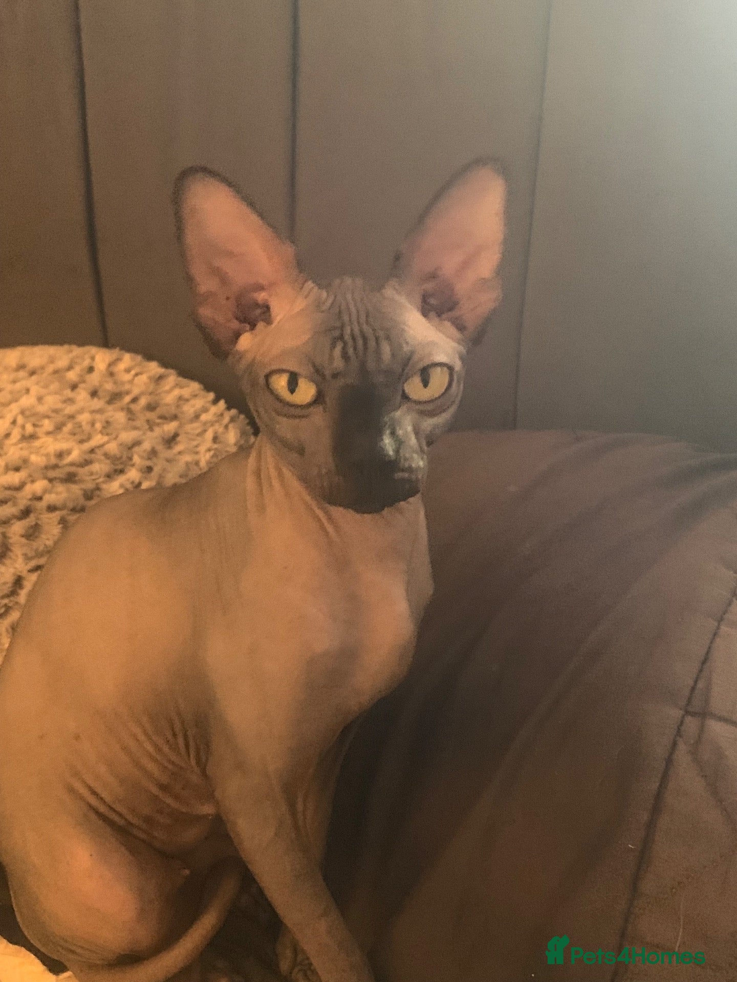 Sphynx cats Beautiful sphynx kittens  - Advert 13