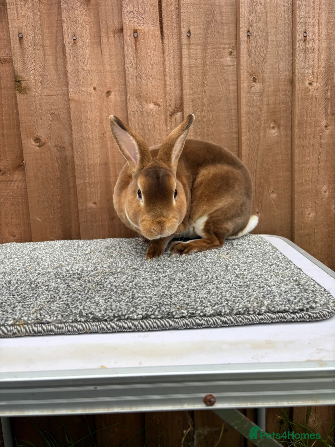 Rex rabbits for sale: Purebred Mini Rex - Chocolate Otter & Cinnamon - Advert 34