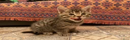 Bengal cats for sale: Kittens in Taunton - Advert 23