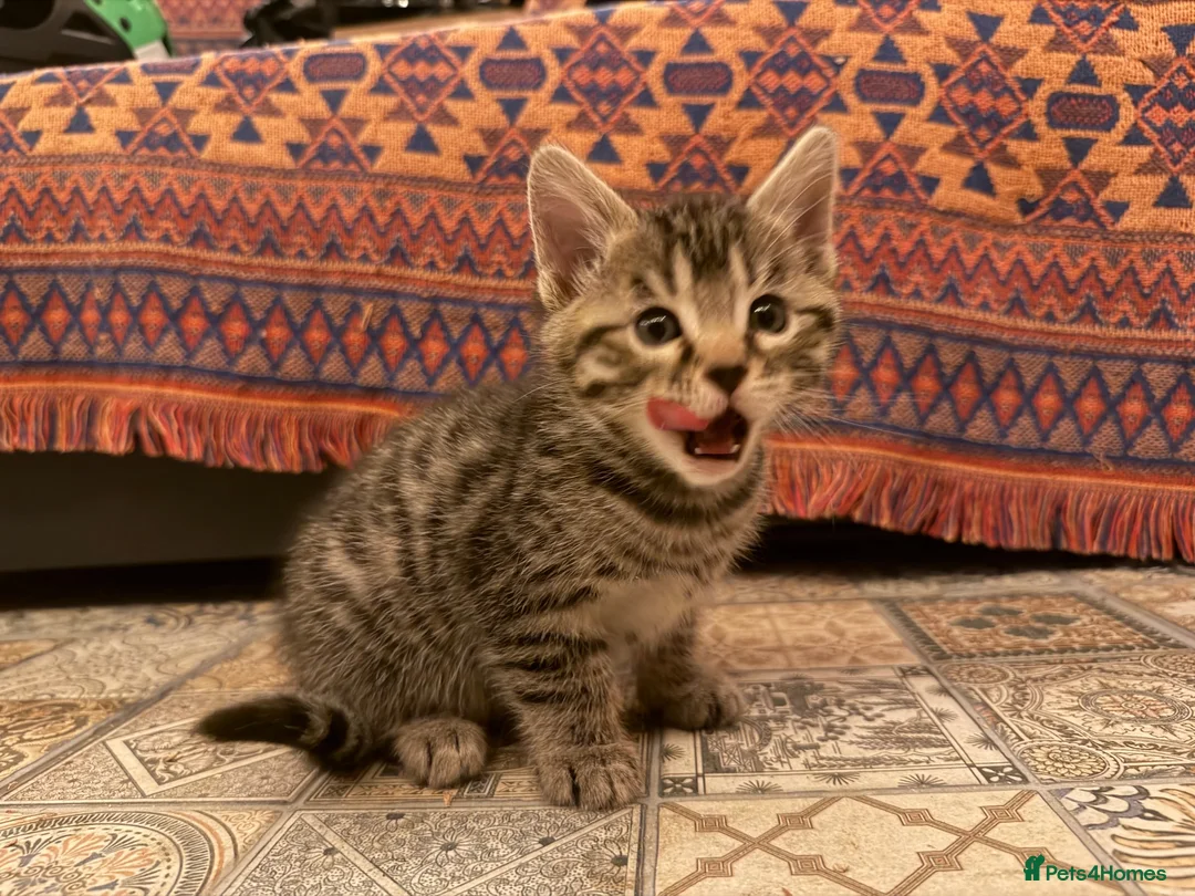 Bengal cats for sale: Kittens in Taunton - Advert 23