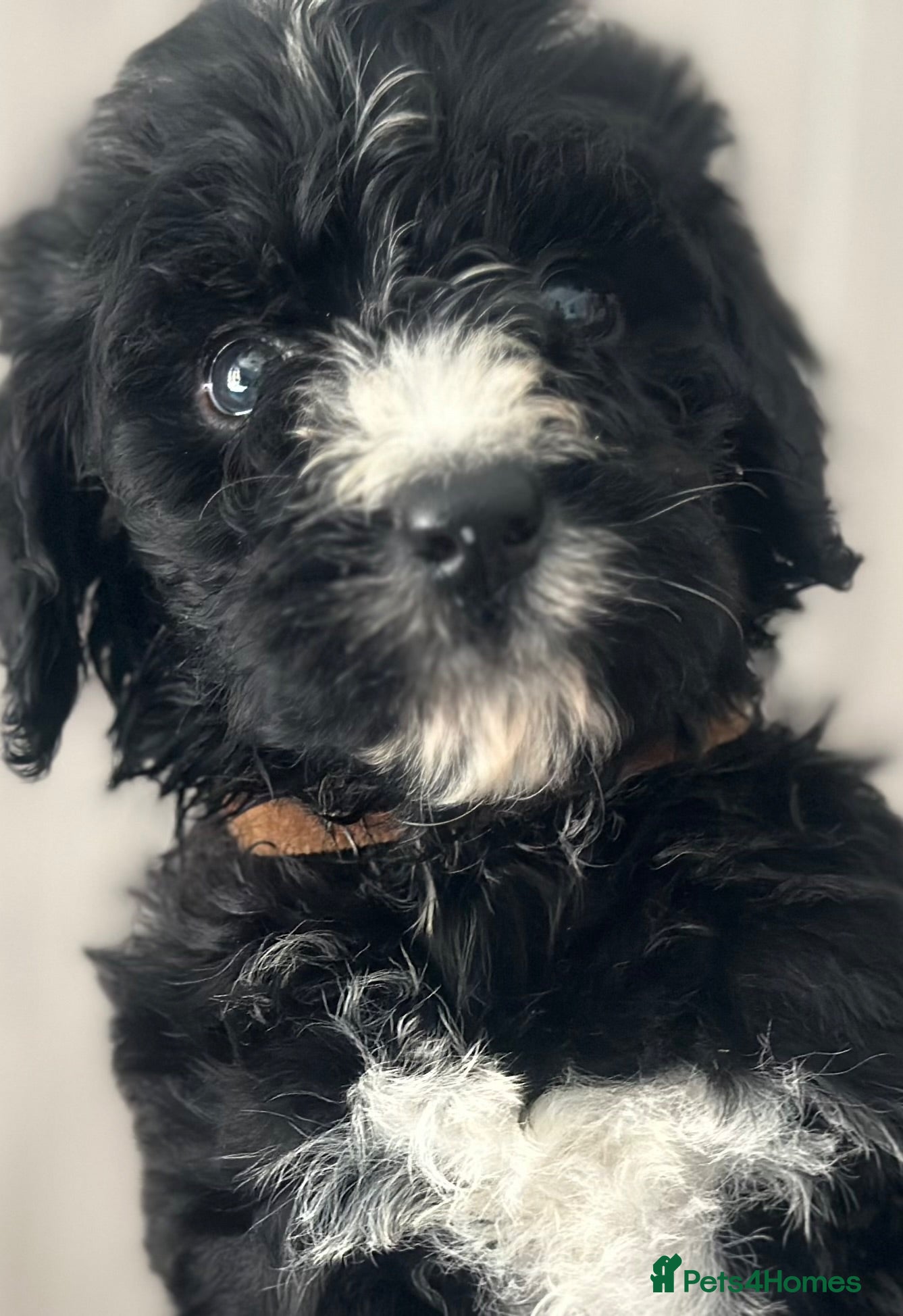 Bernedoodle dogs standard F1 Bernadoodles black/white 1600  - Advert 1