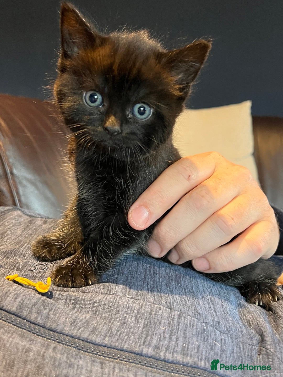 British Shorthair cats for sale: Black BSH x kittens  - Image 15
