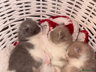 British Shorthair cats Outstanding British shorthairs - Advert 12