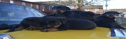 Rottweiler dogs for sale: Champion Line Rottweiler Pups for loving homes - Advert 6
