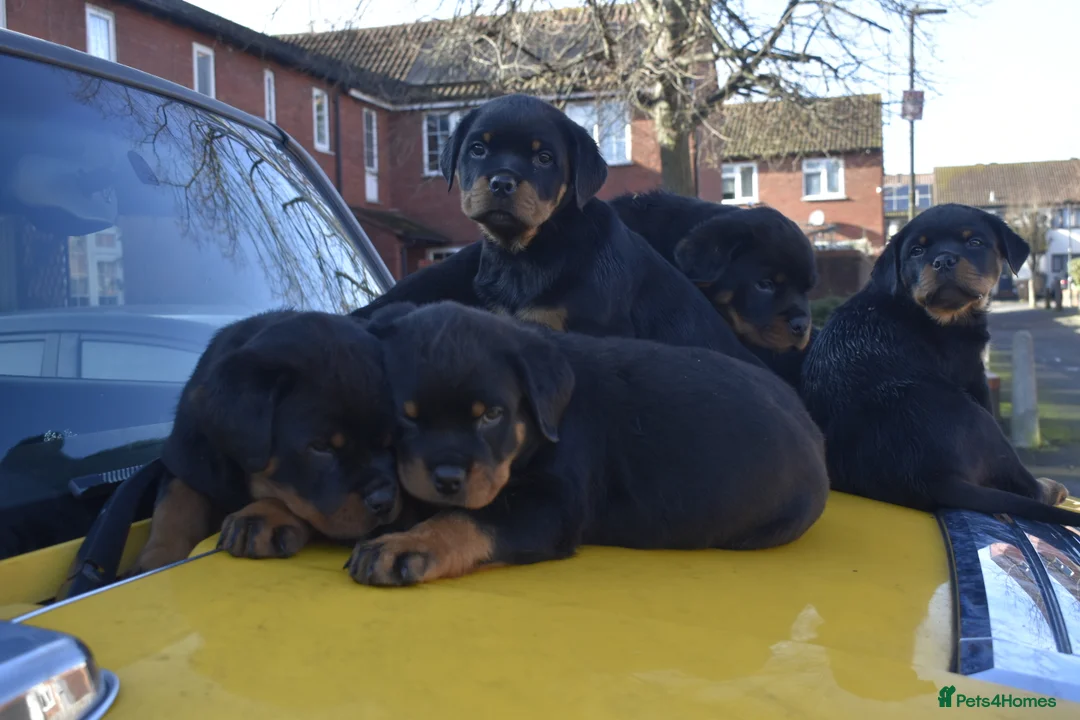 Rottweiler dogs for sale: Champion Line Rottweiler Pups for loving homes - Advert 6