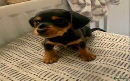 Mixed Breed dogs for sale: Miniature Dacshund/Miniature Yorkie ❤️❤️❤️ - Image 28