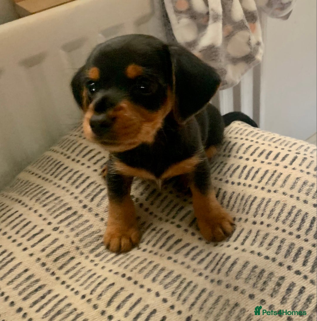 Mixed Breed dogs for sale: Miniature Dacshund/Miniature Yorkie ❤️❤️❤️ - Image 28