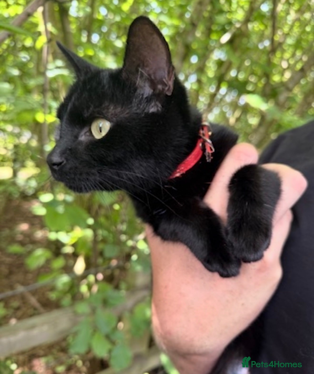 Mixed Breed cats Black and white female kitten  - Advert 4