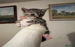 Savannah cats for sale: Savannah SBT adorable silver spotted boys and girl - Image 11