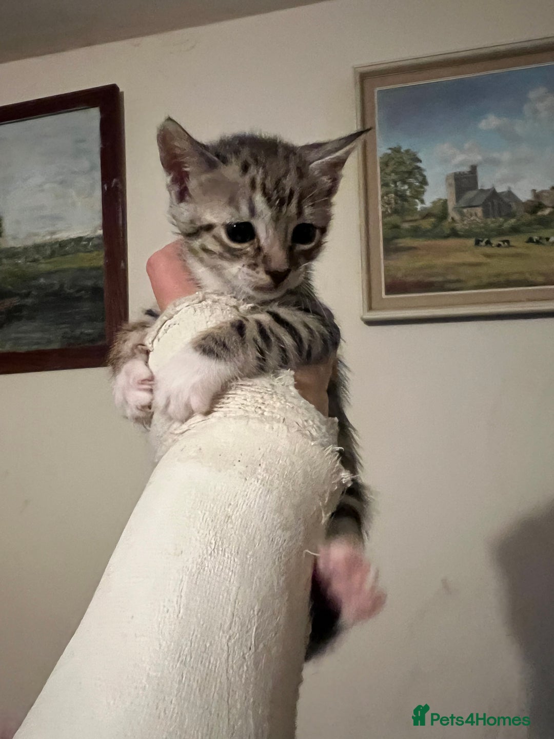 Savannah cats for sale: Savannah SBT adorable silver spotted boys and girl - Image 11