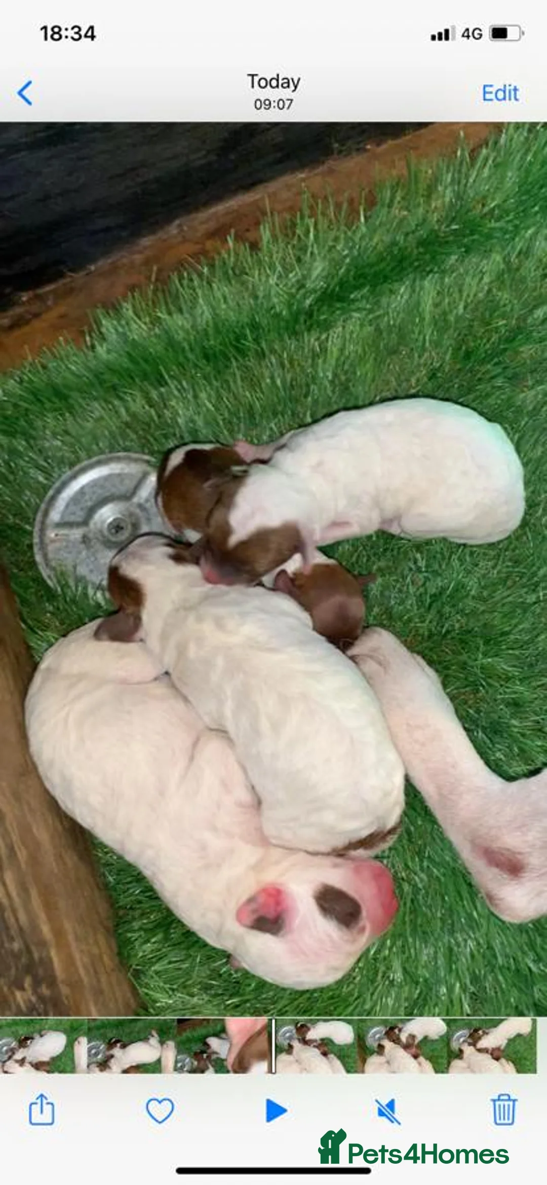 Toy Poodle dogs for stud: Toy poodle available for stud  in Rowlands Gill - Advert 15