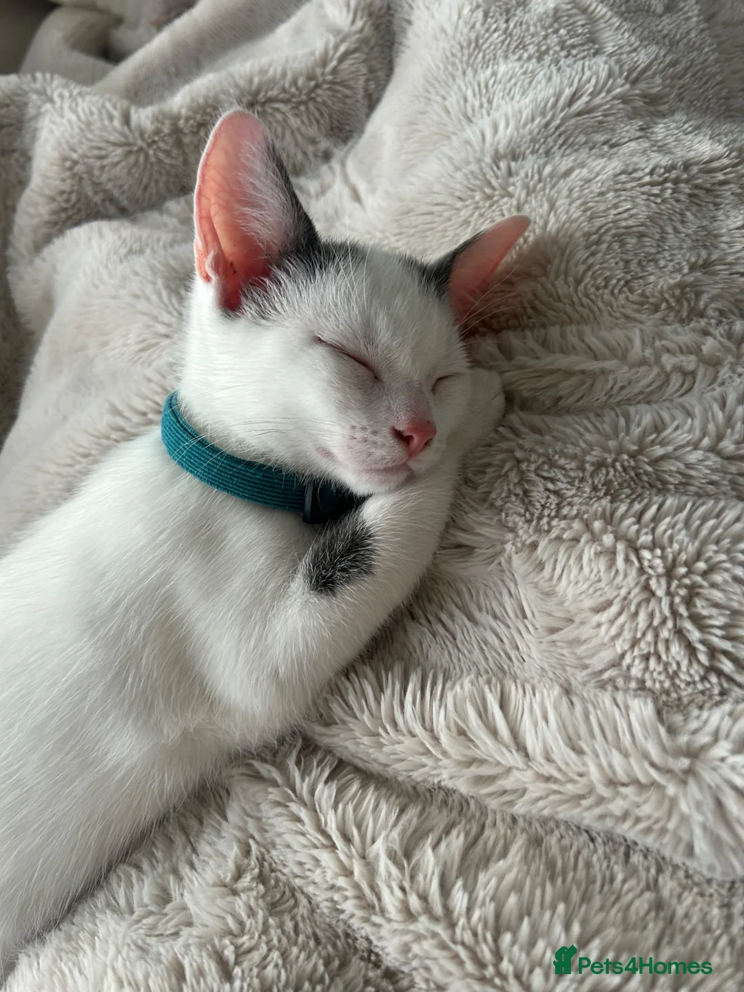 Mixed Breed cats for sale: Male kitten  in Doncaster - Advert 2