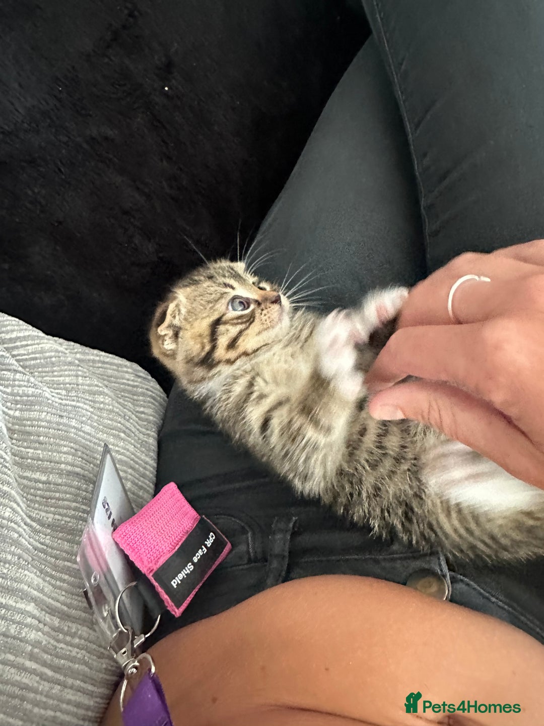 Scottish Fold cats for sale: Ready for his forever home - Image 6