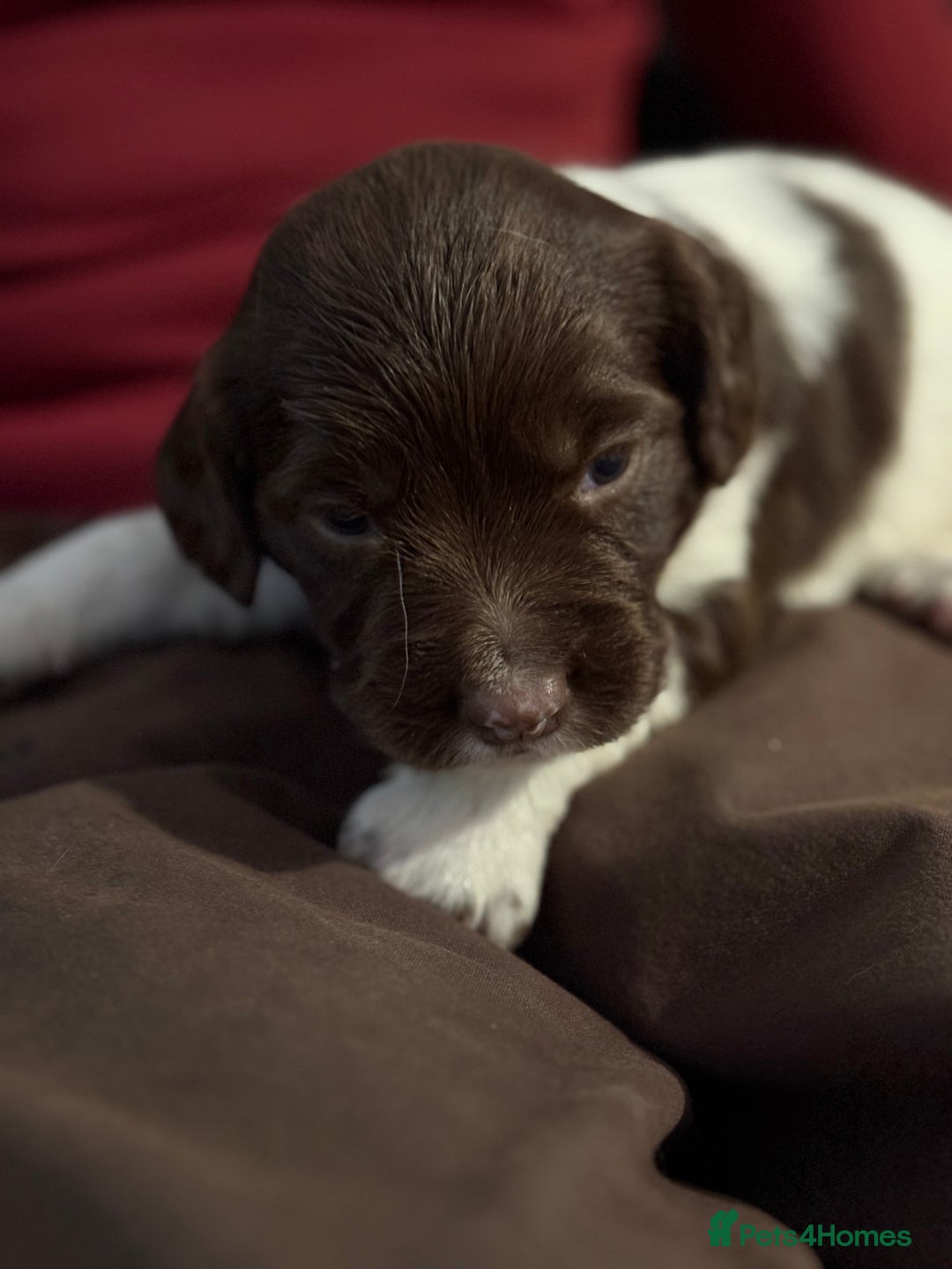 English Springer Spaniel dogs for sale: Working English springer spaniel puppies !!! - Image 6
