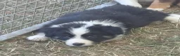 Border Collie dogs for sale: Border Collie Puppies Ready August 1st - Advert 9