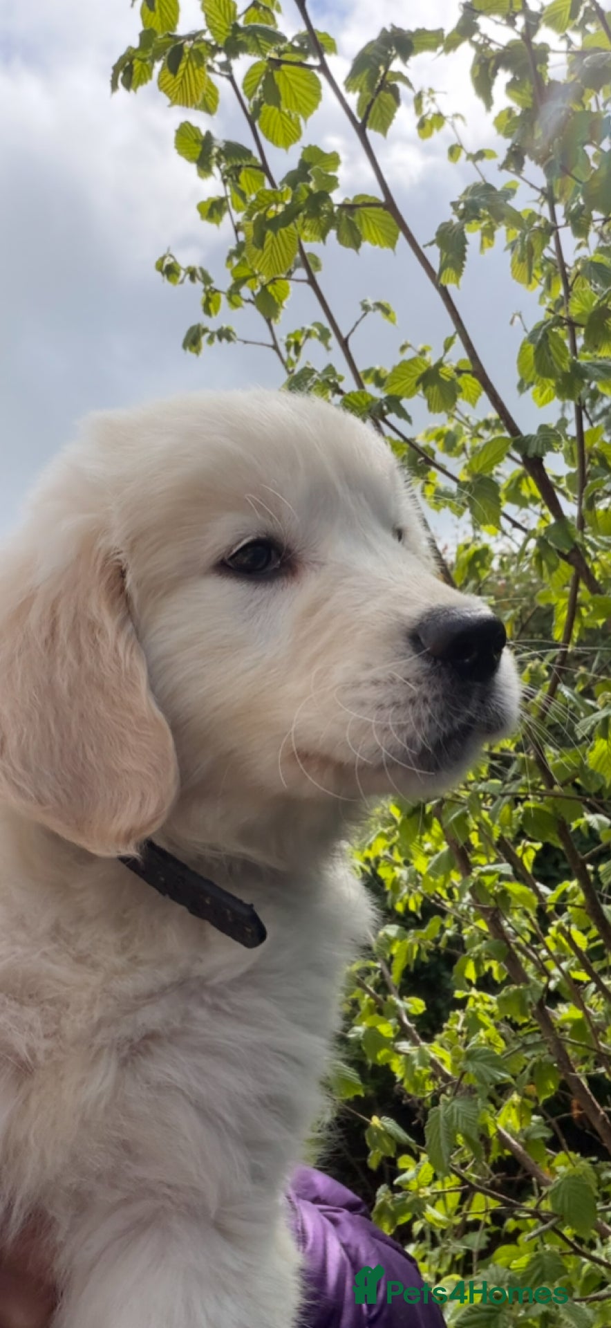 Golden Retriever dogs KC Registered Golden Retriever Pups  - Advert 1