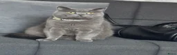 British Shorthair cats for sale: British shorthair for sale  in Birmingham - Advert 6