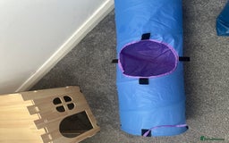 Mini Lop rabbits for sale: Mini lop rabbit - Image 8