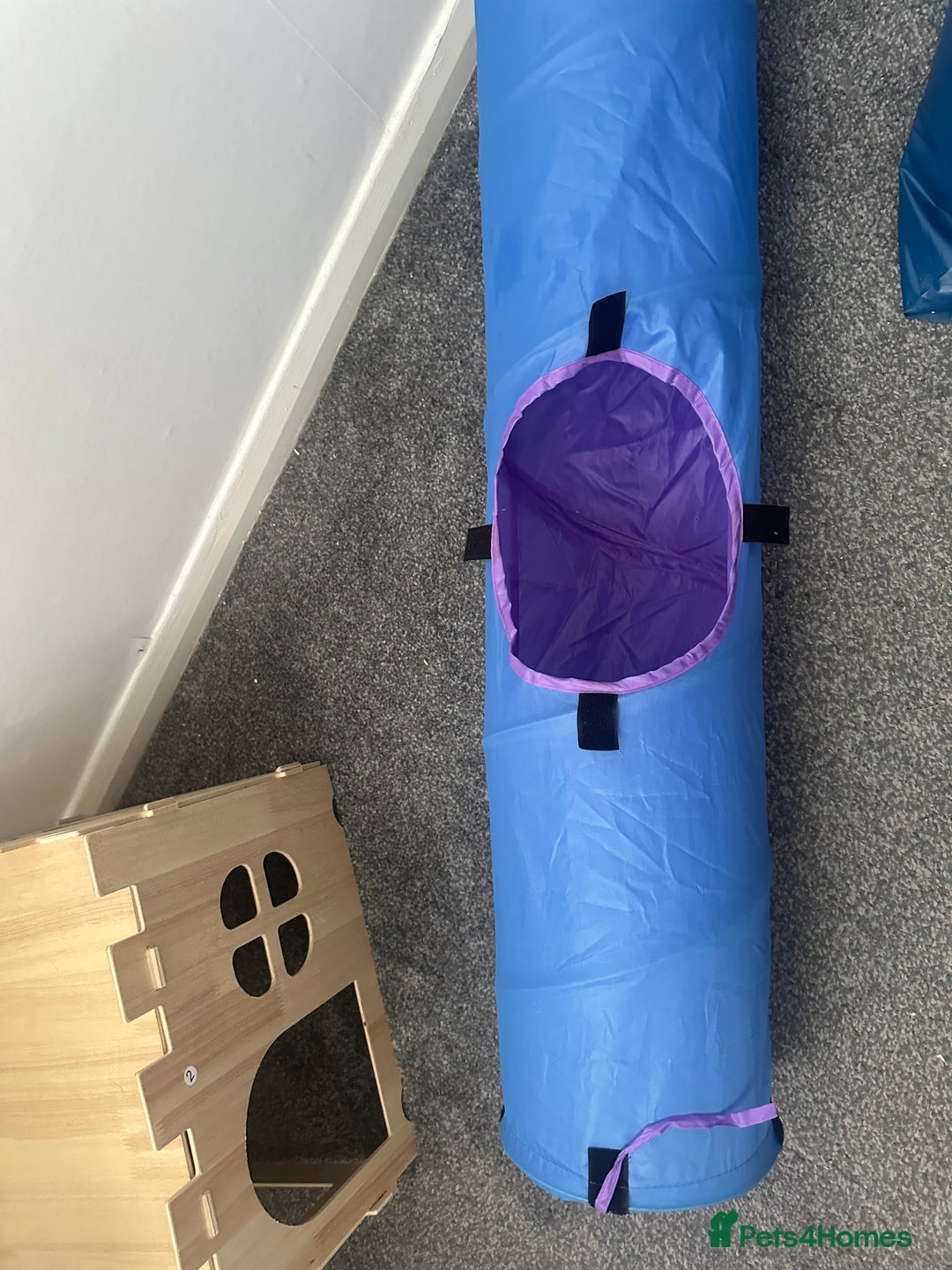 Mini Lop rabbits for sale: Mini lop rabbit - Image 8